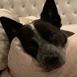 Meet your Posher, Will